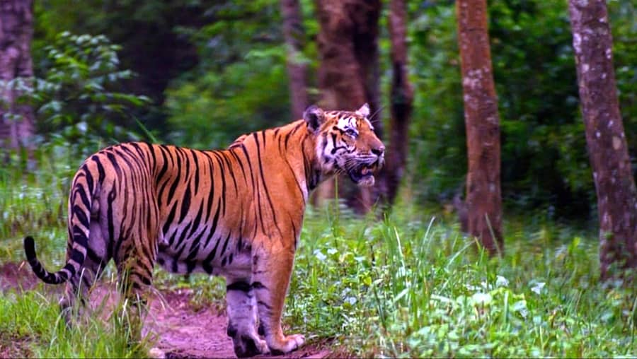 ಯಳಂದೂರು ತಾಲ್ಲೂಕಿನ ಬಿಆರ್‌ಟಿ ಹುಲಿ ಸಂರಕ್ಷಿತ ಪ್ರದೇಶದಲ್ಲಿ ಹುಲಿ ಸಂಚಾರ ಕ್ಯಾಮೆರಾ ಕಣ್ಣಿಗೆ ಕಂಡ ಬಗೆ