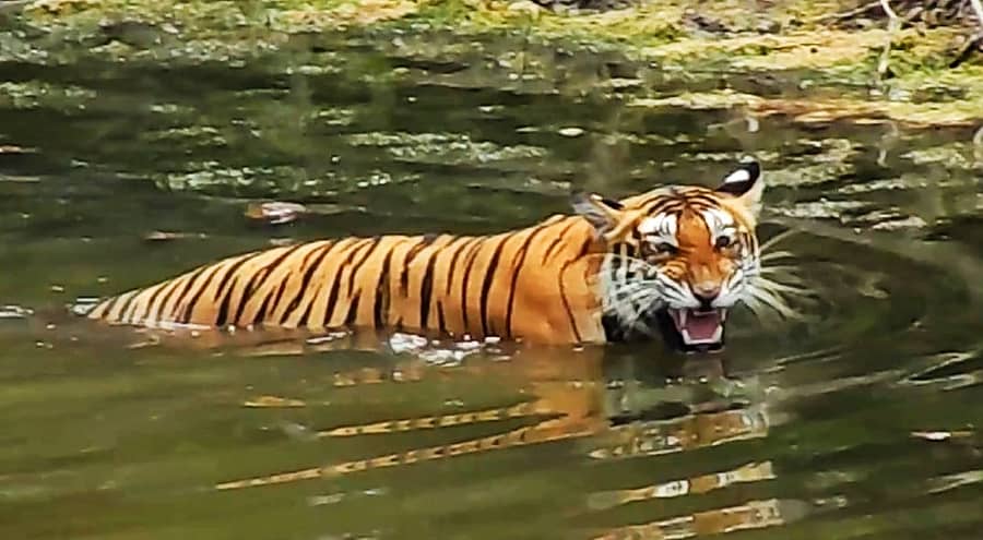 <div class="paragraphs"><p> ಹುಲಿ</p></div>