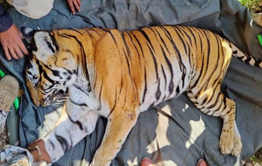 <div class="paragraphs"><p>ಹುಲಿ ಸೆರೆ</p></div>