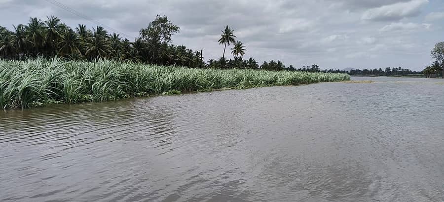ಕೆಆರ್ಎಸ್ ಹಾಗೂ ಕಬಿನಿ ಜಲಾಶಯಗಳಿಂದ ಹೆಚ್ಚಿನ ಪ್ರಮಾಣದ ನೀರನ್ನು ಕಾವೇರಿ ನದಿಗೆ ಹರಿಸಿರುವುದರಿಂದ ಚಾಮರಾಜನಗರ ಜಿಲ್ಲೆಯ ಕೊಳ್ಳೇಗಾಲ ತಾಲ್ಲೂಕಿನ ಮುಳ್ಳೂರಿನಲ್ಲಿ ಕಬ್ಬಿನ ಬೆಳೆ ಜಲಾವೃತಗೊಂಡಿದೆ