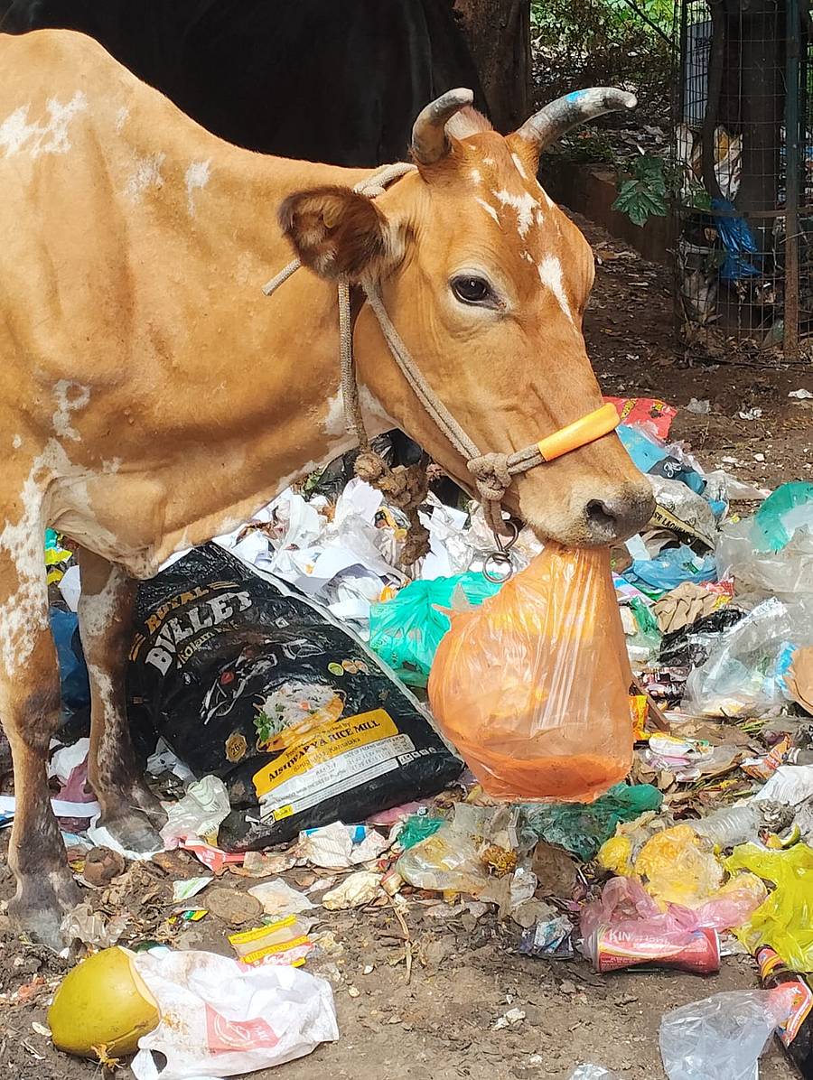 ಹೊರ ವರ್ತುಲ ರಸ್ತೆ ಪಾದಚಾರಿ ಮಾರ್ಗದಲ್ಲಿ ಬಿಸಾಡಿರುವ ತ್ಯಾಜ್ಯವನ್ನು ಪ್ಲಾಸ್ಟಿಕ್ ಸಹಿತ ತಿನ್ನುತ್ತಿರುವ ಜಾನುವಾರು