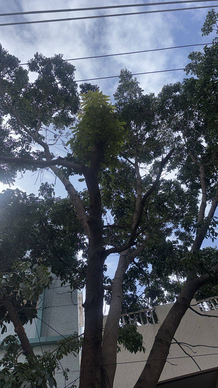 ಮರದ ಕೊಂಬೆಗಳು ವಿದ್ಯುತ್ ತಂತಿಗಳಿಗೆ ತಗಲುತ್ತಿರುವುದು