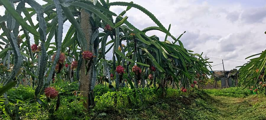 ಸಂತೇಬೆನ್ನೂರು ಸಮೀಪದ ದೊಡ್ಡಬ್ಬಿಗೆರೆ ಗ್ರಾಮದ ರೈತ ಜಿ.ಕೆ.ಪ್ರಸನ್ನ ಕುಮಾರ್ ಬೆಳೆದ ಡ್ರ್ಯಾಗನ್ ಫ್ರ್ಯೂಟ್ ಬೆಳೆ