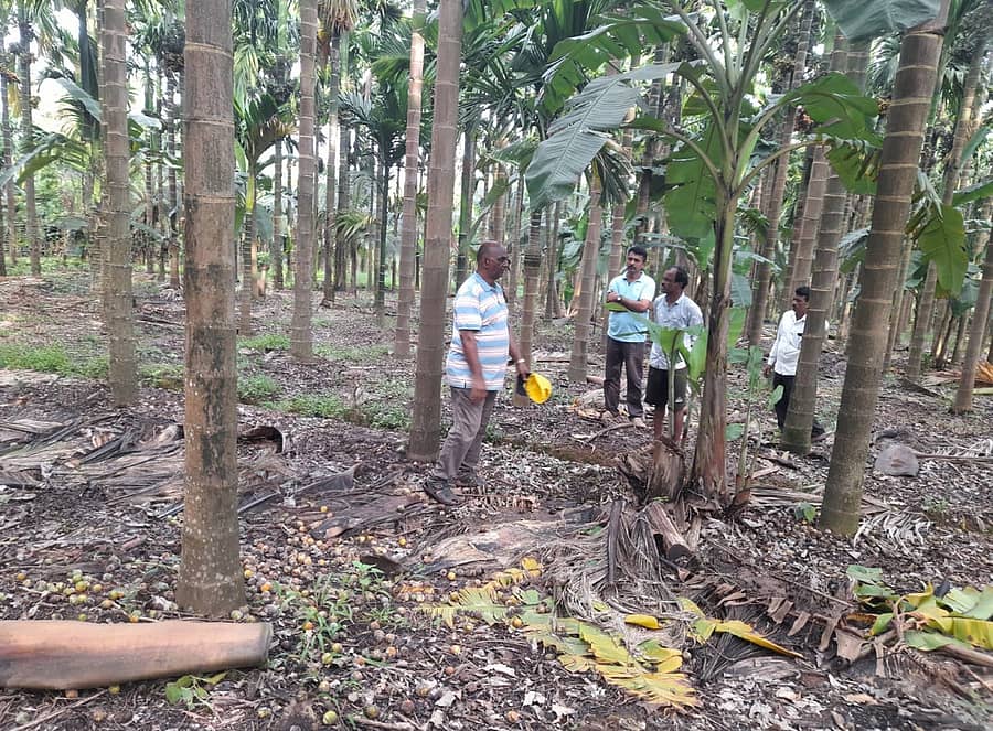 ಅಡಿಕೆ ಕೊಳೆ ರೋಗಪೀಡಿತ ತೋಟದಲ್ಲಿ ಬೆಳೆಗಾರರ ಜತೆಗೂಡಿ ಹಾನಿಯ ಸರ್ವೆ ಕಾರ್ಯದಲ್ಲಿ ತೊಟಗಿರುವ ತೋಟಗಾರಿಕಾ ಇಲಾಖೆ ಸಿಬ್ಬಂದಿ