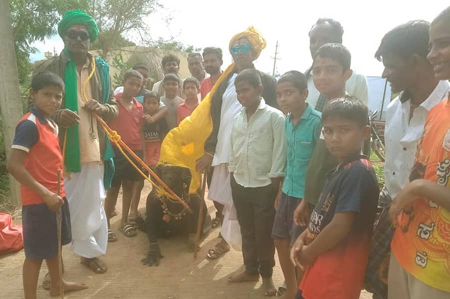 ಚಿತ್ರಾವಳಿ: ಧಾರವಾಡ ತಾಲ್ಲೂಕಿನ ಕರಡಿಗುಡ್ಡ ಗ್ರಾಮದಲ್ಲಿ ನಾಗರ ಪಂಚಮಿ ಹಬ್ಬದ ಅಂಗವಾಗಿ ಮಂಗಳವಾರ ಸಂಸ್ಕೃತಿಕ ಸೊಗಡಿನ ಹಿನ್ನಲೆಯುಳ್ಳ ಕರಡಿ ಕುಣಿತ ಸೋಗು ಹಾಕಿ ಜನರನ್ನು ಮನರಂಜಿಸಿದರು. 