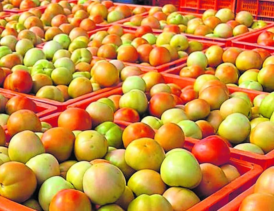 <div class="paragraphs"><p>ಚಿಂತಾಮಣಿ ಎಪಿಎಂಸಿ ಮಾರುಕಟ್ಟೆಯಲ್ಲಿ ಸೋಮವಾರ ಮಾರಾಟಕ್ಕೆ ಬಂದಿರುವ ಟೊಮೆಟೊ</p></div>