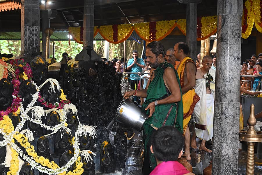 ಕುಡುಪು ಕ್ಷೇತ್ರ ನಾಗಬನದಲ್ಲಿ ನಾಗರ ಕಲ್ಲಿಗೆ ಸೀಯಾಳ ಅಭಿಷೇಕ ಮಾಡಲಾಯಿತು