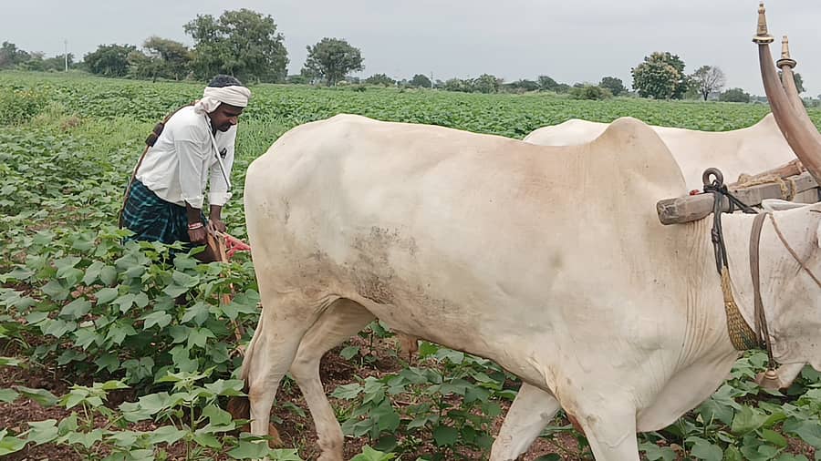 ಕೆಂಭಾವಿ ವಲಯದ ಹತ್ತಿ ಬೆಳೆಯ ಜಮೀನೊಂದರಲ್ಲಿ ರೈತ ಕಳೆ ತೆಗೆಯಲು ಗಳೆ ಹೊಡೆಯುತ್ತಿರುವುದು