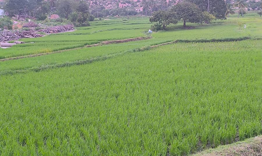 ಗಂಗಾವತಿ ತಾಲ್ಲೂಕಿನ ಸಾಣಾಪುರ ಭಾಗದಲ್ಲಿ ಭತ್ತ ನಾಟಿ ಮಾಡಿರುವುದು