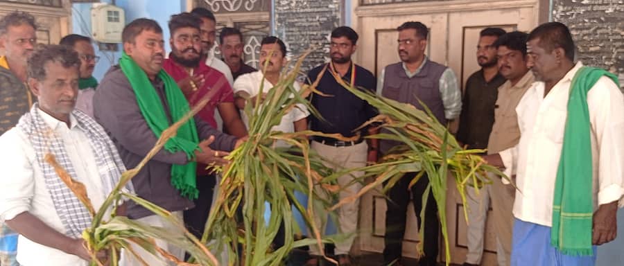 ಬ್ಯಾಡಗಿ ಪಟ್ಟಣದ ಸುತ್ತಲೂ ಕಾಡು ಹಂದಿಗಳ ದಾಳಿಗೆ ಗೋವಿನಜೋಳ ನಾಶವಾಗಿದ್ದು, ಪರಿಹಾರಕ್ಕೆ ಆಗ್ರಹಿಸಿ ತಾಲ್ಲೂಕು ಪಂಚಾಯಿತಿ ಎದುರು ರೈತರು ಪ್ರತಿಭಟನೆ ನಡೆಸಿದರು