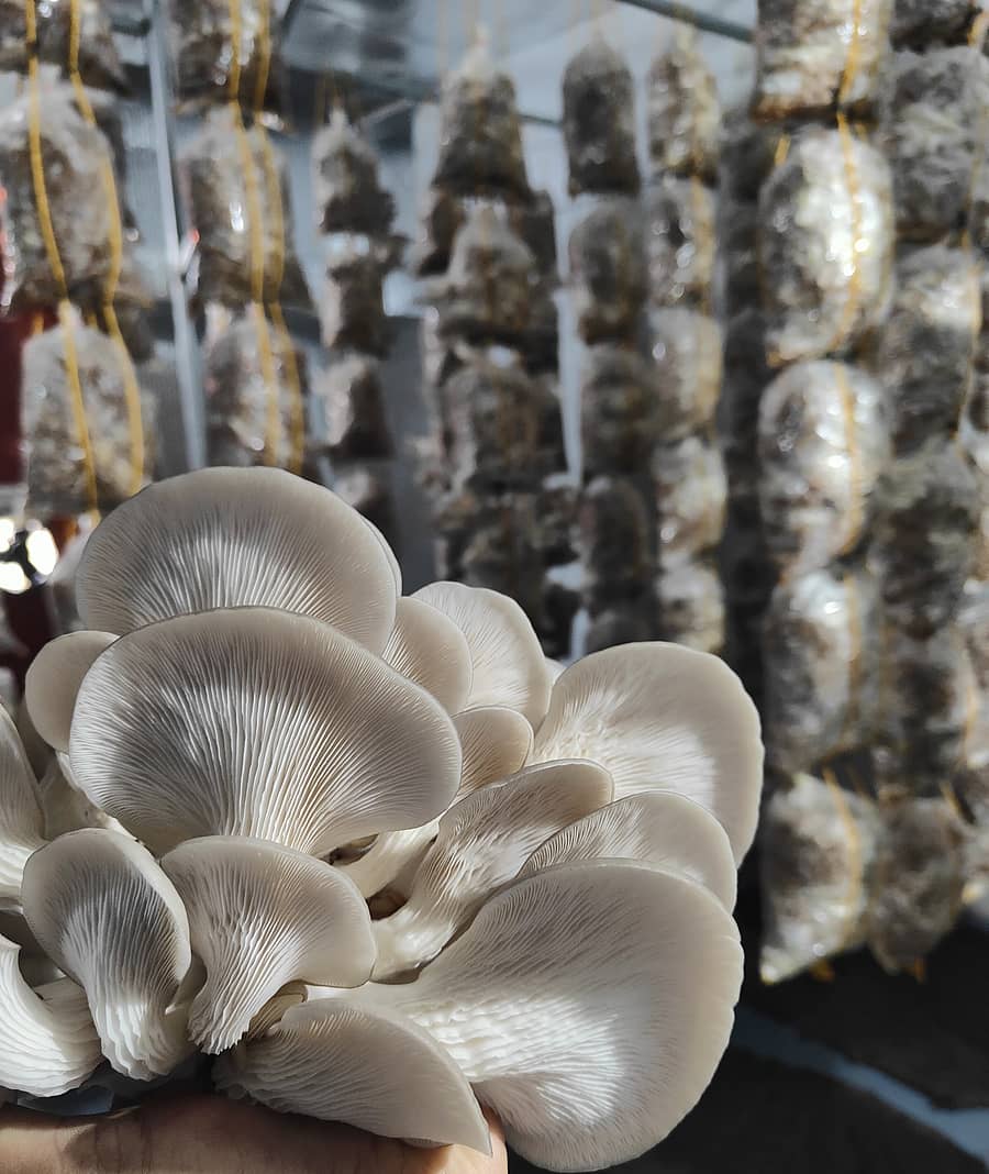 ಆಯಿಸ್ಟರ್ ಅಣಬೆ
