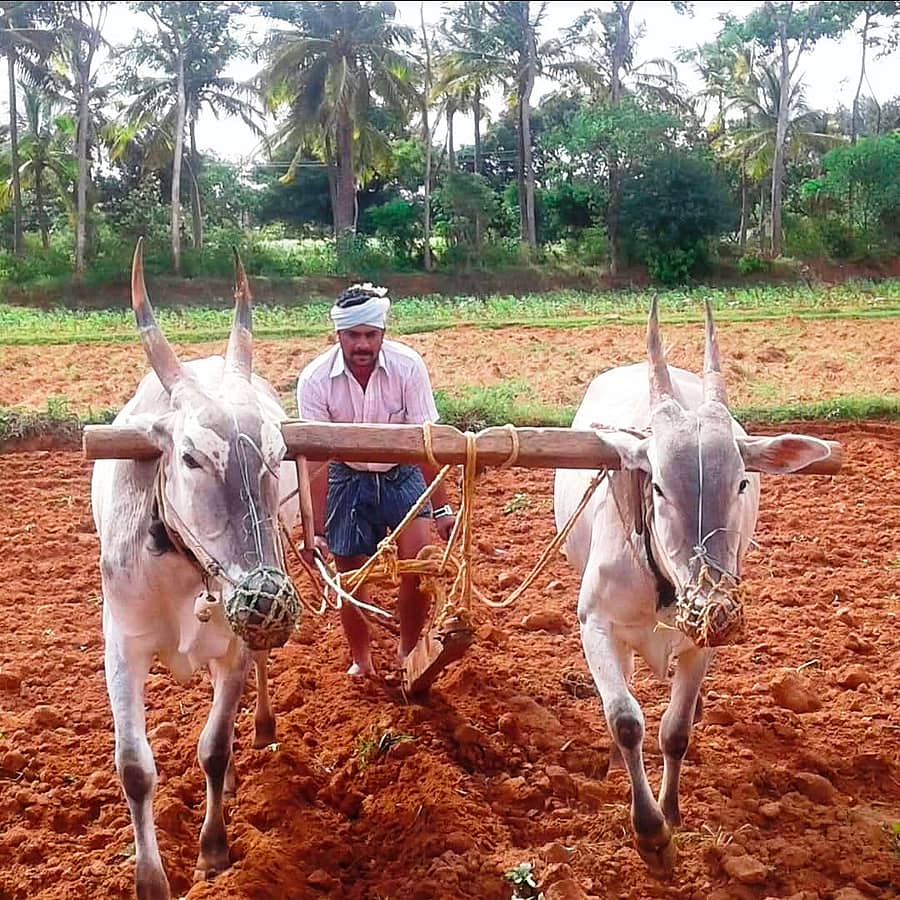 ಮಾಗಡಿಯಲ್ಲಿ ಬಿತ್ತನೆಗಾಗಿ ಭೂಮಿಯನ್ನು ಹದಗೊಳಿಸುತ್ತಿರುವುದು 