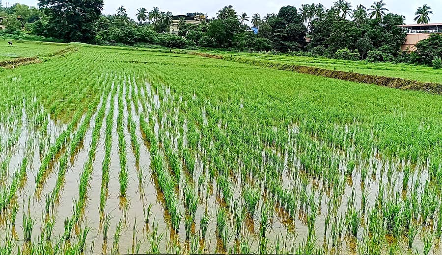  ಕುಮಟಾದ ಕೃಷಿ ಸಂಶೋಧನಾ ಕೇಂದ್ರದಲ್ಲಿ ಗದ್ದೆಯಲ್ಲಿ ಎಂ.ಒ-4 ಭತ್ತ ಬೀಜ ಉತ್ಪಾದನೆಗಾಗಿ ನಾಟಿ ಮಾಡಿರುವುದು