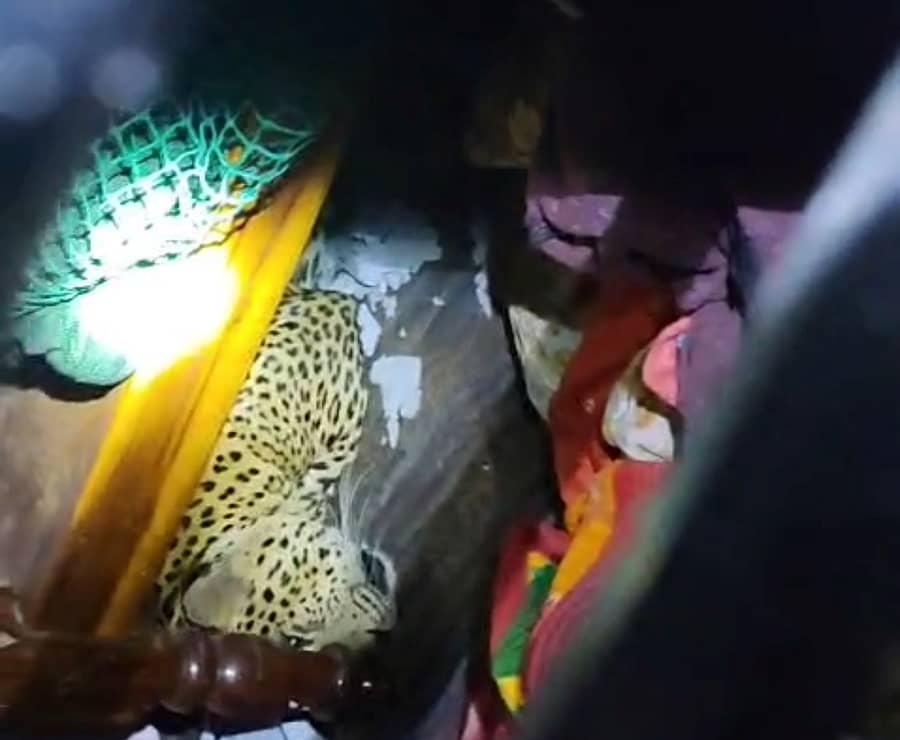 ತುರುವೇಕೆರೆ ತಾಲ್ಲೂಕಿನ ದೇವಿಹಳ್ಳಿ ಮನೆಯೊಂದರಲ್ಲಿ ಕೂಡಿಹಾಕಿದ್ದು ಚಿರತೆಯನ್ನು ಅರಣ್ಯ ಇಲಾಖೆ ಸಿಬ್ಬಂದಿ ಸೆರೆ ಹಿಡಿದರು