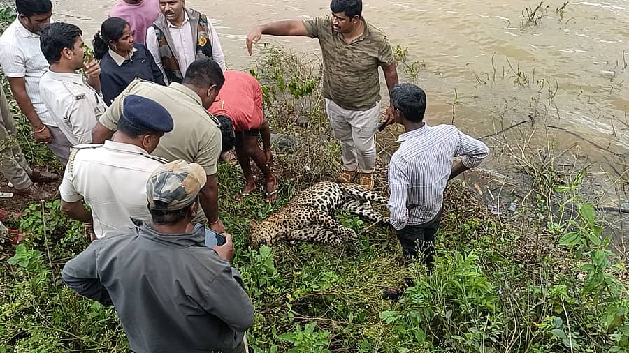 ಕಡೂರು ತಾಲ್ಲೂಕು ಎಮ್ಮೆದೊಡ್ಡಿಯ ಮದಗದಕೆರೆಯಲ್ಲಿ ಗುರುವಾರ ಪತ್ತೆಯಾದ ಚಿರತೆಯ ಕಳೇಬರವನ್ನು ಅರಣ್ಯ ಇಲಾಖೆ ಅಧಿಕಾರಿಗಳು ಪರಿಶೀಲಿಸಿದರು
