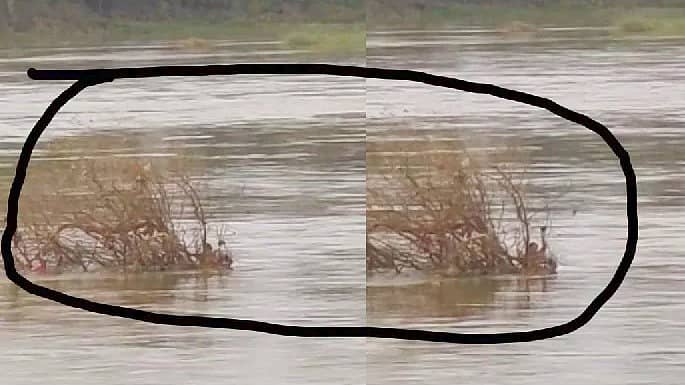 <div class="paragraphs"><p>ತುಂಗಭದ್ರಾ ನದಿಯ ನೀರಿನಲ್ಲಿ‌ ಸಿಲುಕಿದ್ದ ಮಹಿಳೆಯನ್ನು ರಕ್ಷಣೆ ಮಾಡಲಾಗಿದೆ.</p></div>