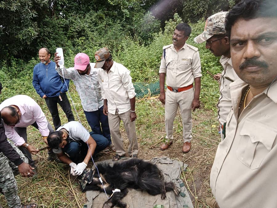 ರಾಮನಗರ ಸಮೀಪದ ವಡೇರಹಳ್ಳಿ ಬಳಿಯ ಖಾಸಗಿ ಜಮೀನೊಂದರಲ್ಲಿ ನಿತ್ರಾಣಗೊಂಡಿದ್ದ ಕರಡಿಯನ್ನು ಅರಣ್ಯ ಇಲಾಖೆಯವರು ರಕ್ಷಿಸಿ, ಚಿಕಿತ್ಸೆ ನೀಡಿದರು
