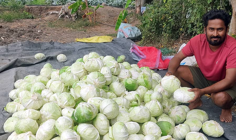 ಯಳಂದೂರು ತಾಲ್ಲೂಕಿನ ಕಾಡಂಚಿನ ಪ್ರದೇಶದಲ್ಲಿ ಬೆಳೆದ ಗುಣಮಟ್ಟದ ಕ್ಯಾಬೇಜ್ ಕೊಯ್ಲು ಮಾಡಿದ ಬೆಳೆಗಾರರರು.