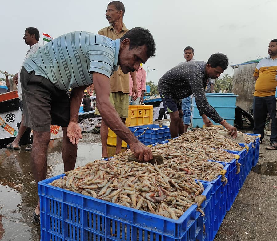 ಕಾರವಾರದ ಬೈತಕೋಲ ಮೀನುಗಾರಿಕೆ ಬಂದರಿನಲ್ಲಿ ಸಿಗಡಿ ಮೀನುಗಳನ್ನು ಬುಟ್ಟಿಗೆ ತುಂಬಿ, ಕೆಳಕ್ಕೆ ಬೀಳದಂತೆ ಕಾರ್ಮಿಕರು ಸರಿಪಡಿಸಿದರು