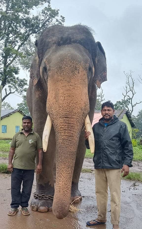 ನಾಗರಹೊಳೆ ಮತ್ತಿಗೋಡು ಆನೆ ಶಿಬಿರದಲ್ಲಿ ಭೀಮಾ ಆನೆಯೊಂದಿಗೆ ಮಾವುತ ಗುಂಡು ಮತ್ತು ಕಾವಾಡಿಗ ನಂಜುಂಡಸ್ವಾಮಿ ಪಾಲನೆಯಲ್ಲಿ ತೊಡಗಿರುವ ದೃಶ್ಯ