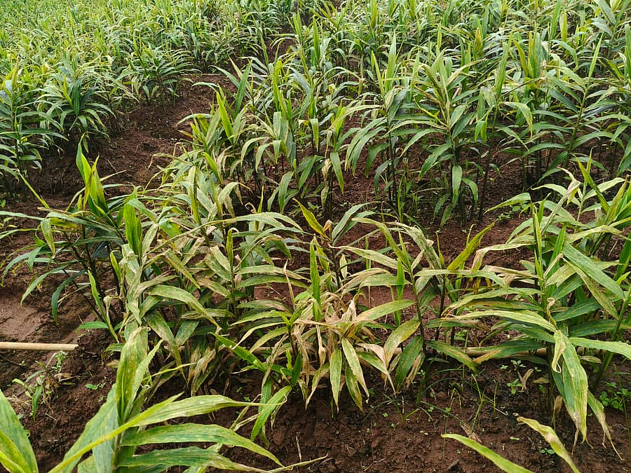 ಸಾಗರ ತಾಲ್ಲೂಕಿನ ಆನಂದಪುರದ ಬಳಿ ಬೆಂಕಿರೋಗ ಹಾಗೂ ಎಲೆಚುಕ್ಕಿ ಬಾಧೆಗೆ ತುತ್ತಾದ ಶುಂಠಿ ಬೆಳೆಯ ತಾಕು