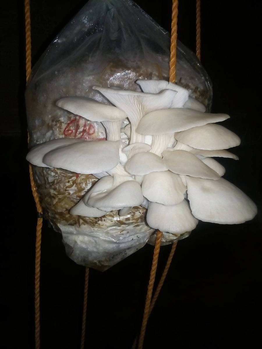 ಸಾವಯುವ ಪದ್ಧತಿಯಲ್ಲಿ ಅಣಬೆ ಬೆಳೆದಿರುವುದು.