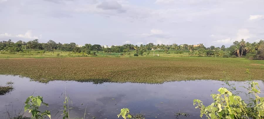 ಗಿಡಗೆಂಟೆ ಬೆಳೆದು ಹೂಳು ತುಂಬಿಕೊಂಡಿರುವ ಜಕ್ಕಸಂದ್ರ ಗ್ರಾಮದ ಹೊಸಕೆರೆ