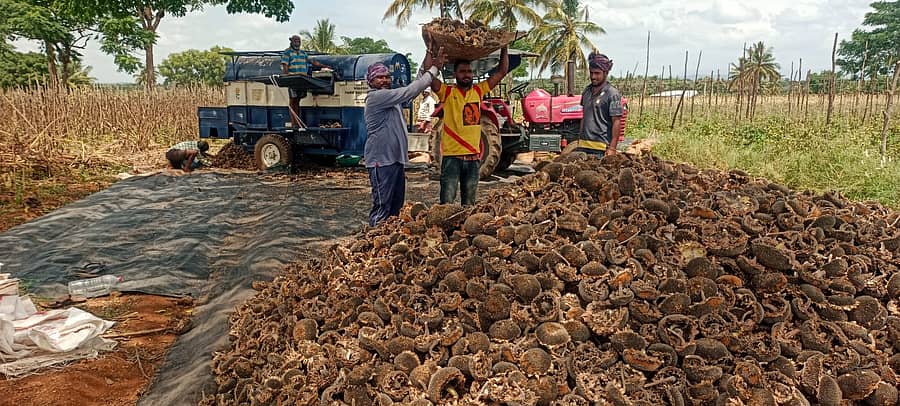 <div class="paragraphs"><p>ರೈತರು ಸೂರ್ಯಕಾಂತಿ ಒಕ್ಕಣೆ ನಡೆಸುತ್ತಿರುವುದು.</p></div>