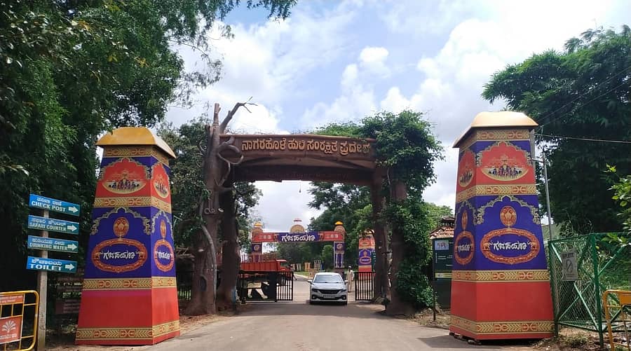 ನಾಗರಹೊಳೆ ಅರಣ್ಯದ ವೀರನಹೊಸಹಳ್ಳಿ ಗೇಟ್‌ ಗಜಪಯಣಕ್ಕೆ ಅಲಂಕೃತಗೊಂಡಿರುವ ದೃಶ್ಯ.