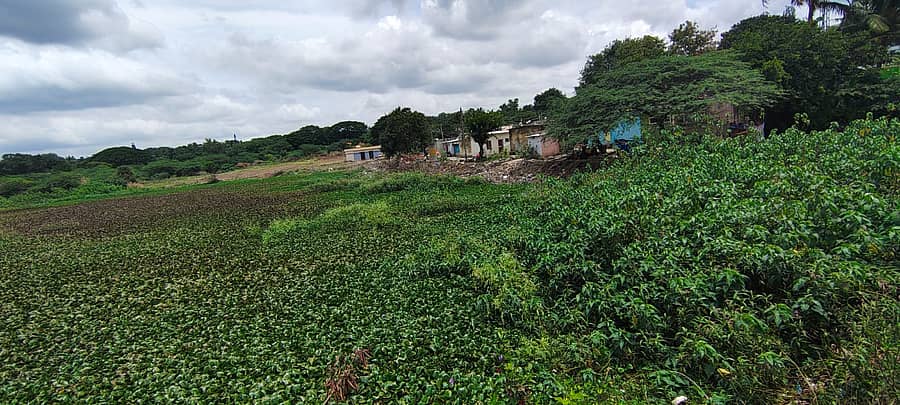 ಫ್ರಾಂಕ್‌ ಅಂಡ್‌ ಕೋ ಕೆರೆಯಲ್ಲಿ ಬೆಳೆದಿರುವ ಗಿಡಗಂಟಿ