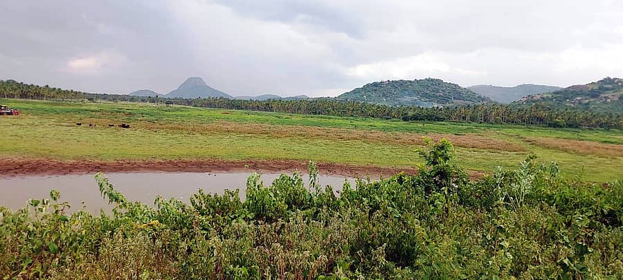 ಮಳೆ ಇಲ್ಲದೆ ಚನ್ನಪಟ್ಟಣ ತಾಲ್ಲೂಕಿನ ಹೊಂಗನೂರಿನ ಕೆರೆಯ ನೀರು ನೆಲ ಕಚ್ಚಿದೆ