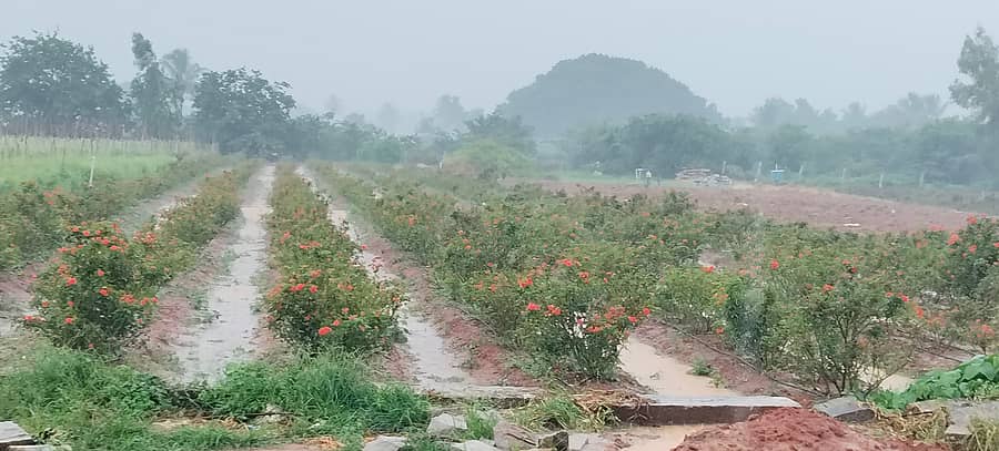 ಮಳೆಯಿಂದ ಚಿಕ್ಕಬಳ್ಳಾಪುರದ ಹೂವಿನ ಬೆಳೆಗಳಲ್ಲಿ ನೀರು ತುಂಬಿರುವುದು