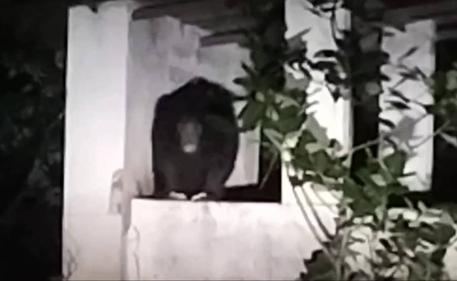 ಜೊಯಿಡಾ ತಾಲ್ಲೂಕಿನ ಅವೇಡಾದಲ್ಲಿ ಬಸ್ ತಂಗುದಾಣವೊಂದರಲ್ಲಿ ಕುಳಿತಿದ್ದ ಕರಡಿ