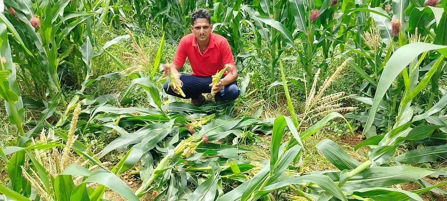  ಕಾಡು ಹಂದಿಗಳು ನಾಶಪಡಿಸಿದ ತೆನೆಗಳನ್ನು ಪರ್ವತೇಗೌಡ ತೋರಿಸಿದರು 