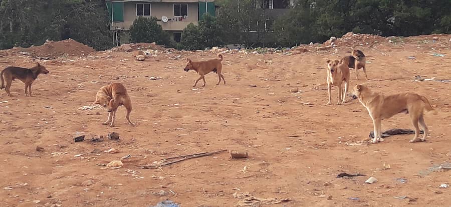ಮಡಿಕೇರಿಯಲ್ಲಿ ಬೀದಿನಾಯಿಗಳ ಸಂಖ್ಯೆ ಹೆಚ್ಚಾಗಿದೆ