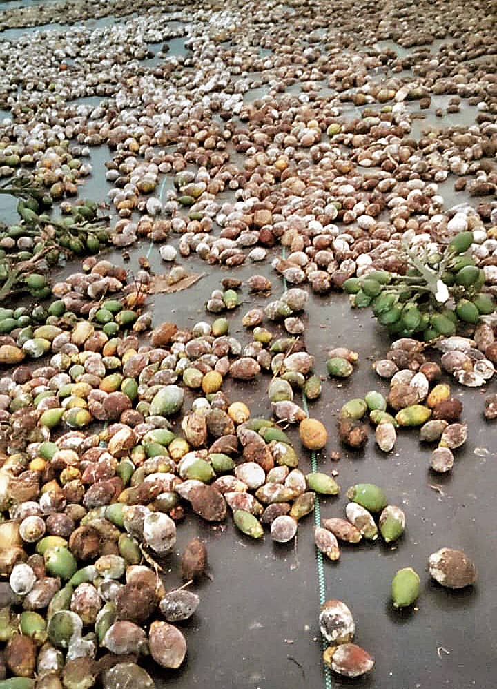 ಕೊಳೆರೋಗದಿಂದ ಉದುರಿ ಬಿದ್ದಿರುವ ಅಡಿಕೆ