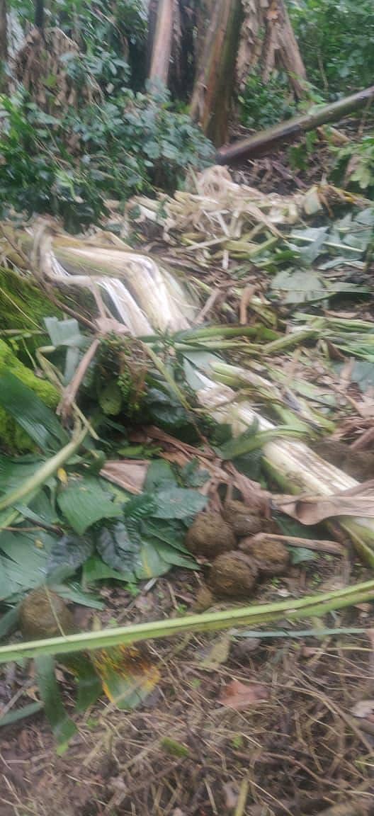 ಸೋಮವಾರಪೇಟೆ ಪಟ್ಟಣಕ್ಕೆ ಸಮೀಪದ ಹಾನಗಲ್ಲು ಗ್ರಾಮದಲ್ಲಿ ಸೋಮವಾರ ಮಧ್ಯರಾತ್ರಿ ಮೂರು ಕಾಡಾನೆಗಳು ಕಾಫಿ ತೋಟಕ್ಕೆ ನುಗ್ಗಿ ಕಾಫಿ ಗಿಡಗಳನ್ನು ತುಳಿದು ನಾಶ ಪಡಿಸಿವೆ