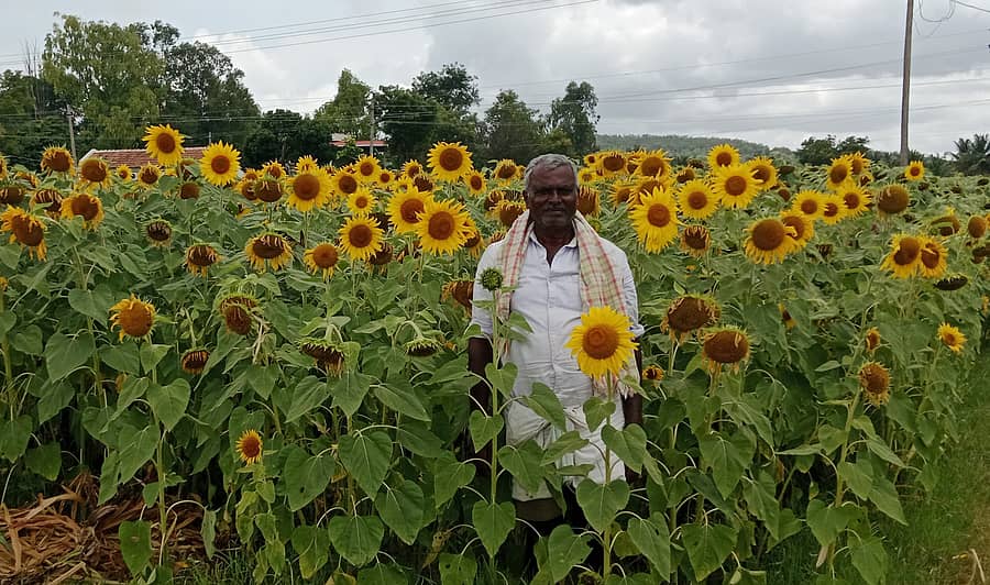 ಹಳೇಬೀಡು ಸಮೀಪದ ಕೆ.ಮಲ್ಲಾಪುರ ಗ್ರಾಮದಲ್ಲಿ ಸೂರ್ಯಕಾಂತಿ ಬೆಳೆ ಉಳಿಸಿಕೊಂಡಿರುವ ರೈತ ಚೆನ್ನಕೇಶವ ಮೂರ್ತಿ.