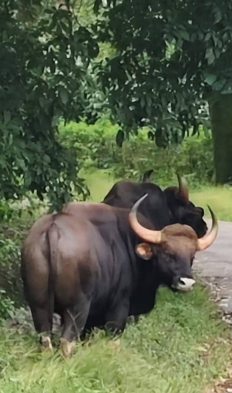 ಮೂಡಿಗೆರೆ ತಾಲ್ಲೂಕಿನ ಮತ್ತಿಕಟ್ಟೆ ಗ್ರಾಮದ ಬಳಿ ರಸ್ತೆ ಬದಿಯಲ್ಲಿ ಗುರುವಾರ ಕಾಣಿಸಿಕೊಂಡ ಕಾಡುಕೋಣಗಳು