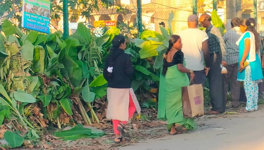 ವರ ಮಹಾಲಕ್ಷ್ಮಿ ಪ್ರಯುಕ್ತ ರಾಮನಗರದ ಮುಖ್ಯರಸ್ತೆ ಬದಿಯಲ್ಲಿ ಗ್ರಾಹಕರು ಬಾಳೆದಿಂಡುಗಳನ್ನು ಖರೀದಿಸಿದರು