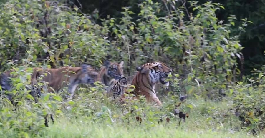 ಗುಂಡ್ಲುಪೇಟೆ ತಾಲ್ಲೂಕಿನ ಬಂಡೀಪುರದ ತಾವರಕಟ್ಟೆ ದೇವಸ್ಥಾನದ ಸಮೀಪ ಸಫಾರಿ ವೇಳೆ ನಾಲ್ಕು ಮರಿಗಳ ಜೊತೆ ಹುಲಿ ಕಾಣಿಸಿರುವ ದೃಶ್ಯ ಪ್ರವಾಸಿಗರ ಕ್ಯಾಮೆರಾದಲ್ಲಿ ಸೆರೆಯಾಗಿದೆ