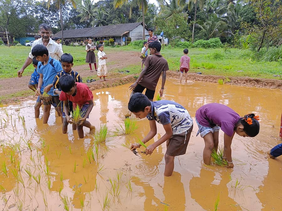 ಶಿರಸಿಯ ಪಂಚಲಿಂಗ ಶಾಲೆಯ ಆವರಣದಲ್ಲಿ ವಿದ್ಯಾರ್ಥಿಗಳು ಭತ್ತದ ಸಸಿಗಳನ್ನು ನಾಟಿ ಮಾಡಿದರು