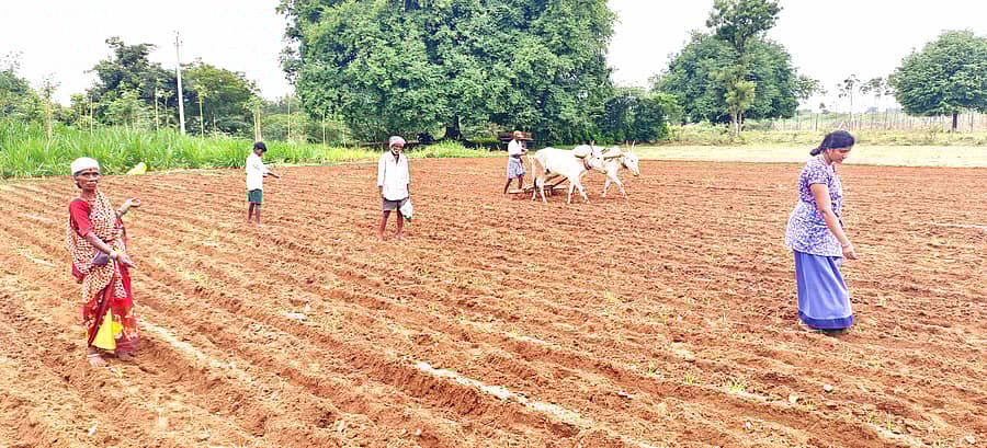 ಕೊಡಿಗೇನಹಳ್ಳಿ ಭಾಗದಲ್ಲಿ ಉತ್ತಮ ಮಳೆಯಾಗಿರುವುದರಿಂದ ರೈತರು ಮೆಕ್ಕೆಜೋಳ ಬಿತ್ತನೆಯಲ್ಲಿ ತೊಡಗಿದ್ದಾರೆ 