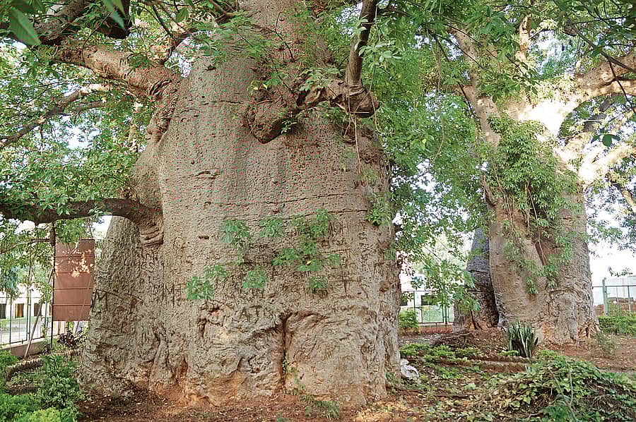 ಸವಣೂರಿನಲ್ಲಿರುವ ಆಫ್ರಿಕಾ ಮೂಲದ ಬ್ಯಾಬಬ್ ಮರ