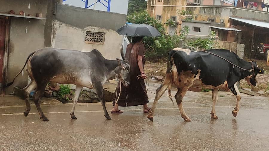 ದೊಡ್ಡಬಳ್ಳಾಪುರ ತಾಲ್ಲೂಕಿನಲ್ಲಿ ಭಾನುವಾರ ಮಧ್ಯಾಹ್ನ ಸುರಿಯುತ್ತಿರುವ ಮಳೆಯಲ್ಲೇ  ರಾಸುಗಳೊಂದಿಗೆ ಮನೆ ಕಡೆಗೆ ಹೊರಟ ರೈತ ಮಹಿಳೆ