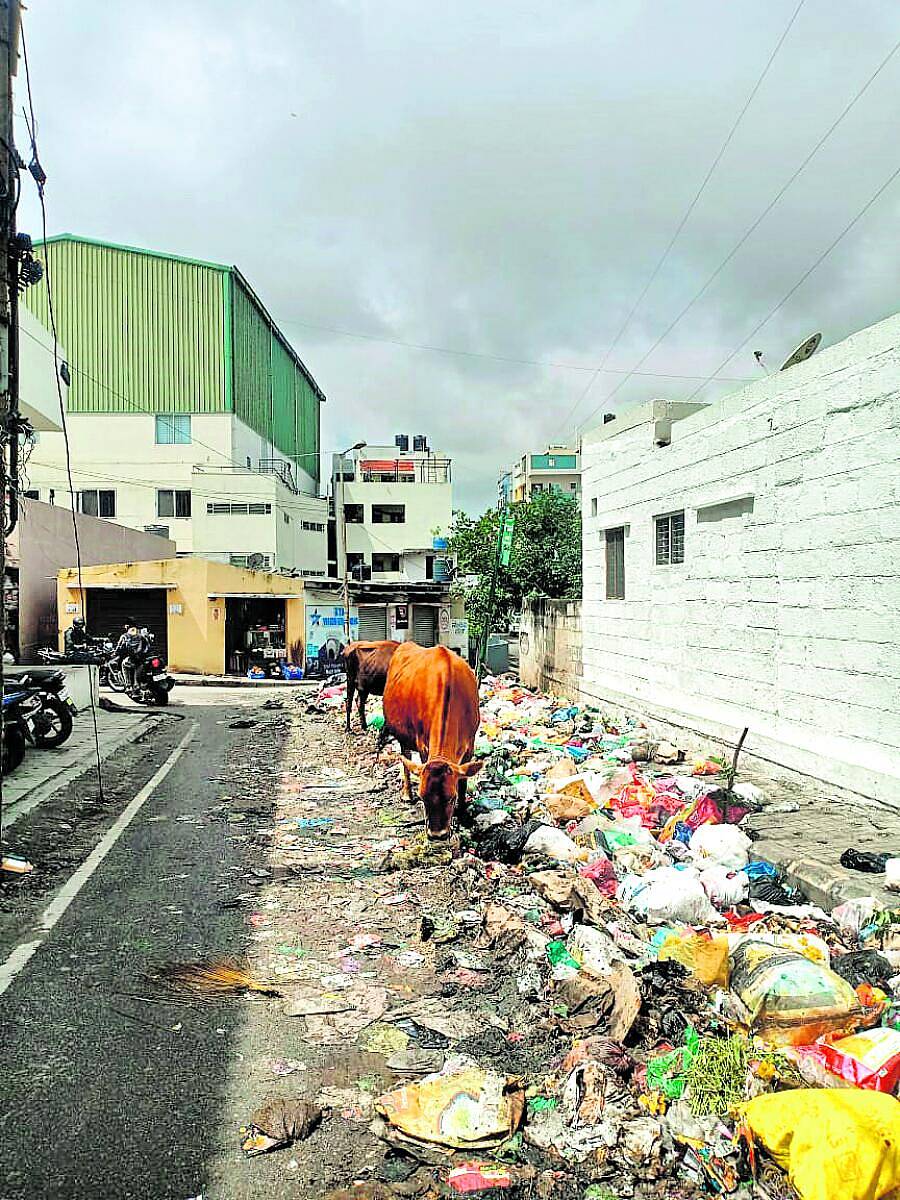 <div class="paragraphs"><p>ಕನಕನಗರದ ರಸ್ತೆಯಲ್ಲಿರುವ ತ್ಯಾಜ್ಯ</p></div>