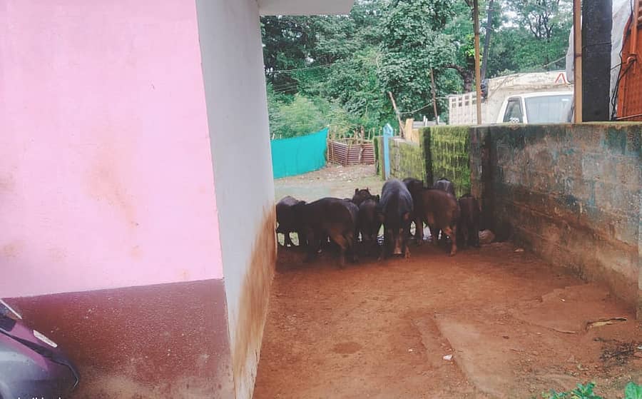 ಶಾಲೆಯ ಸುತ್ತ ಕಾಂಪೌಂಡ್ ಗೋಡೆಗಳಿಲ್ಲದ ಕಾರಣ ಶಿರಸಿಯ ಶ್ರೀನಗರ ಸರ್ಕಾರಿ ಶಾಲೆಯ ಆವರಣದೊಳಗೆ ನುಗ್ಗಿ ಬಂದಿರುವ ಹಂದಿಗಳ ಗುಂಪು