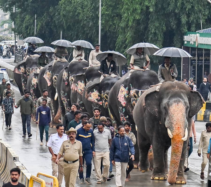 ಮೈಸೂರಿನ ಅರಮನೆಯ ಆನೆ ಬಿಡಾರದಿಂದ ‘ತೂಕ ಪರೀಕ್ಷೆ’ಗಾಗಿ ಸೋಮವಾರ ಬೆಳಿಗ್ಗೆ ತುಂತುರು ಮಳೆಯಲ್ಲೇ ಹೆಜ್ಜೆ ಹಾಕಿದ ಅಂಬಾರಿ ‘ಅಭಿಮನ್ಯು’ ನೇತೃತ್ವದ 9 ಆನೆಗಳು ಕೆ.ಆರ್.ವೃತ್ತದಲ್ಲಿ ಕಂಡ ಬಗೆ ಪ್ರಜಾವಾಣಿ ಚಿತ್ರ: ಅನೂಪ್ ರಾಘ.ಟಿ.