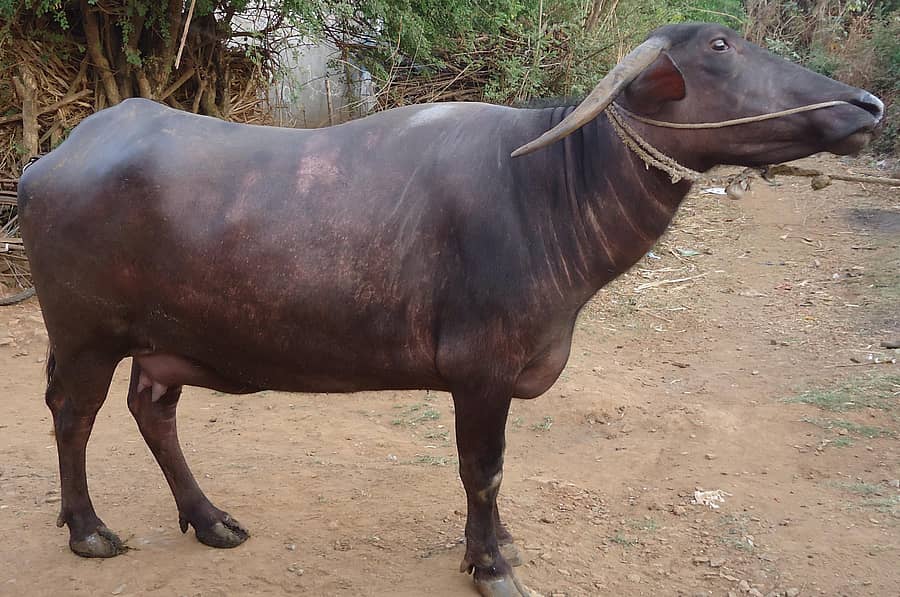 ಧಾರವಾಡಿ ಎಮ್ಮೆ 