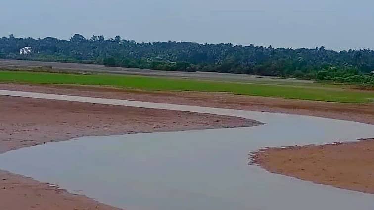ಕುಮಟಾ ತಾಲ್ಲೂಕಿನ ಮಾಣಿಕಟ್ಟಾ ಗಜನಿಯಲ್ಲಿ ಬಿತ್ತನೆ ಮಾಡಿದ ಕಗ್ಗ ಭತ್ತ ಮೊಳಕೆಯೊಡೆದು ಹಸಿರಾಗಿರುವುದು